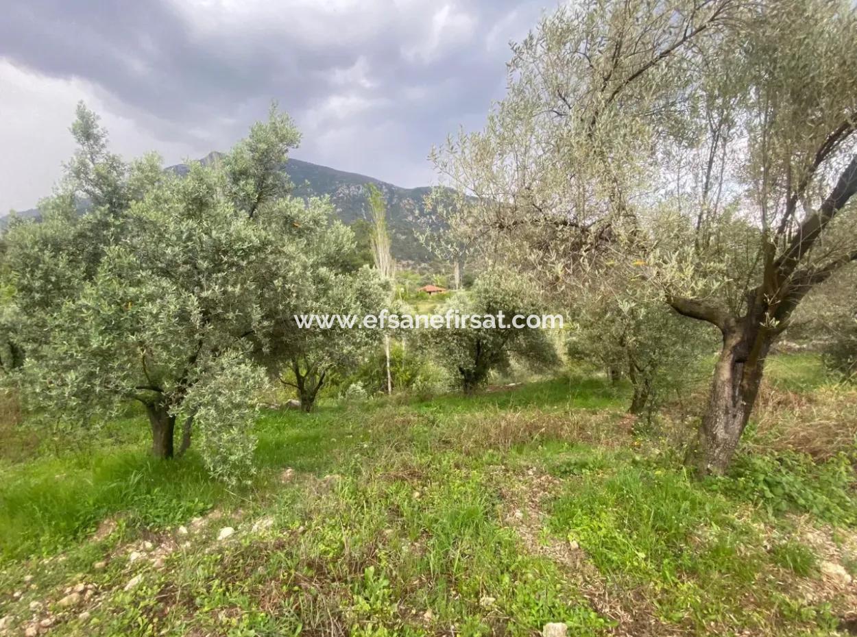 2442M2 Freistehender Olivenhain Zum Verkauf In Seydikemer Söğütlüdere, Muğla