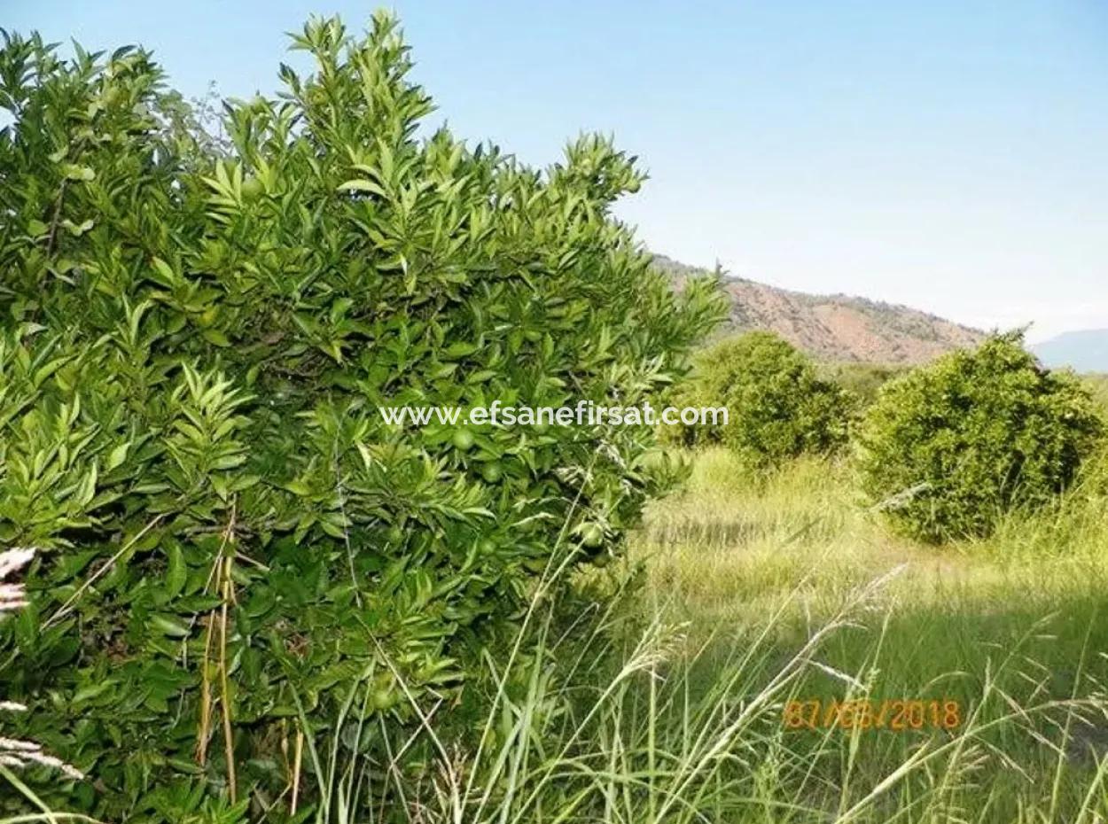 Zitrus Garten Zum Verkauf In Köyceğiz Dogusbelen Schnäppchen