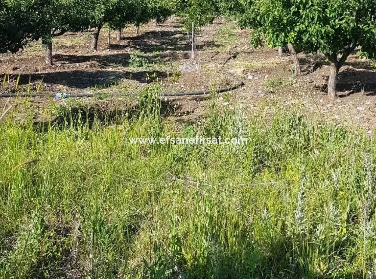 Das Apple Orchard Ist Auch Für Sale-Schnäppchen St John Gokceyaka Denizli