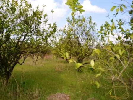 Ortaca Yerbelende Kelepir 1068 M2 Zoniertes Grundstück Zum Verkauf, Geeignet Zum Bauen Und Verkaufen