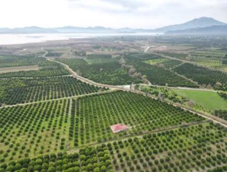 3 1 Dorfhaus Zum Verkauf In 17.000 M2 Orange Garden In Köyceğiz Toparlar