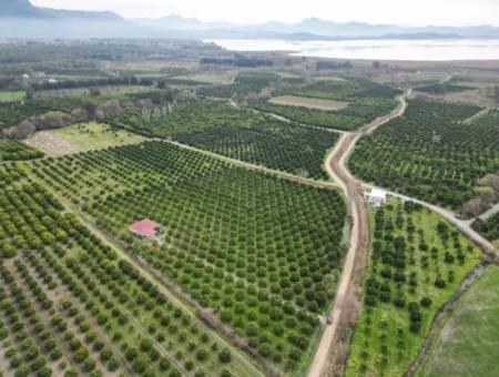 3 1 Dorfhaus Zum Verkauf In 17.000 M2 Orange Garden In Köyceğiz Toparlar