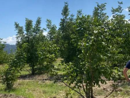 7.300M2 Freistehender Walnussgarten Zum Verkauf Im Zentrum Von Çameli