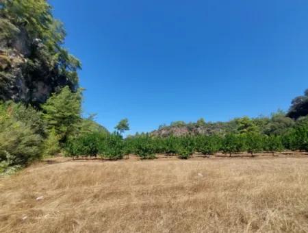 4.427 M2 Fruchtbares Land Mit Blick Auf Die Berge Und Die Natur In Ortaca Okçular Zu Verkaufen