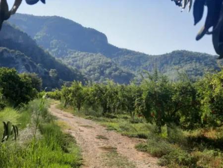 Muğla Dalyanda Gut Gepflegtes 35 000 M2 Land Zum Verkauf