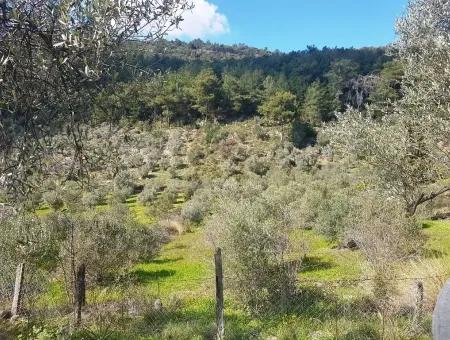 Land Zum Verkauf In Dalaman Ehre Kircagedire