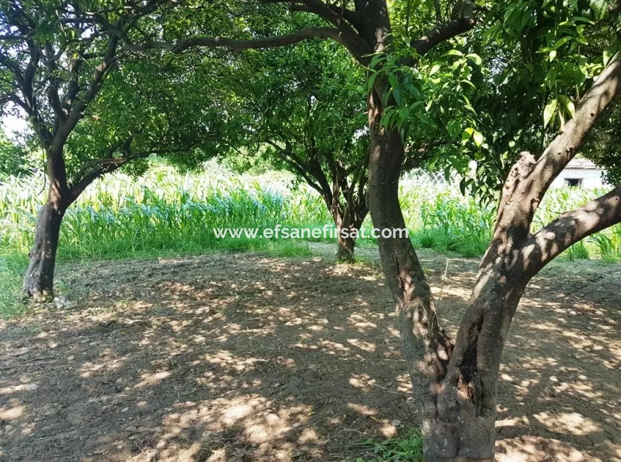 Dalaman Cheap Land For Sale In Investment, Appropriate Land