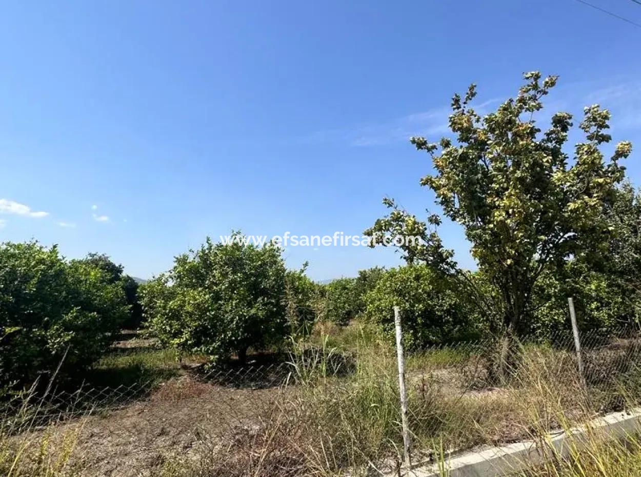 15 000 M2 Lemon Orchard For Sale In Eskiköy, Dalyan