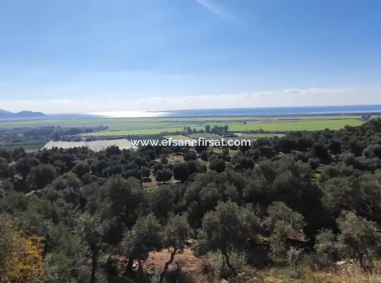 11.000M2 Olive Grove For Sale In Fevziye With Magnificent Nature And Sea View