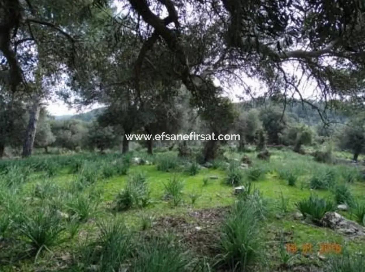 15 200 M2 Detached Land For Sale In Muğla Datça Yazi