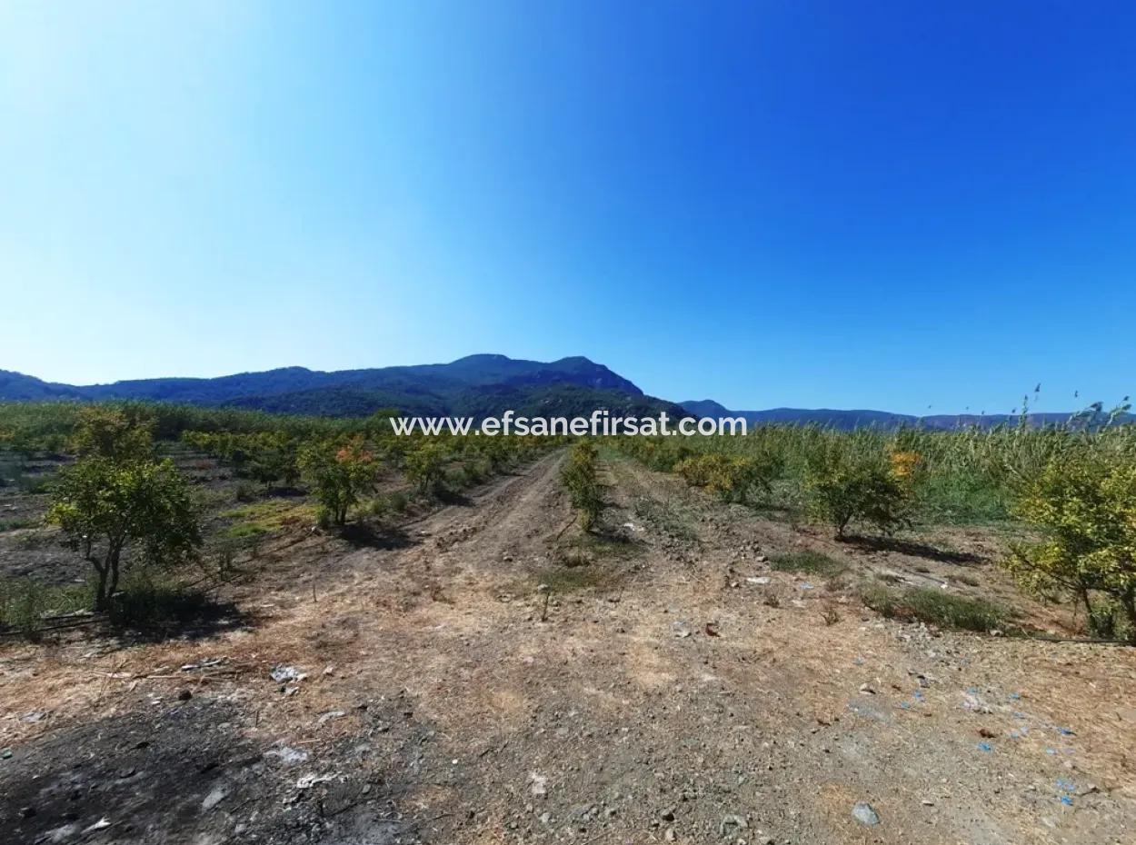 26.200 M2 Village Pasture Zero Bargain Land For Sale In Dalyan