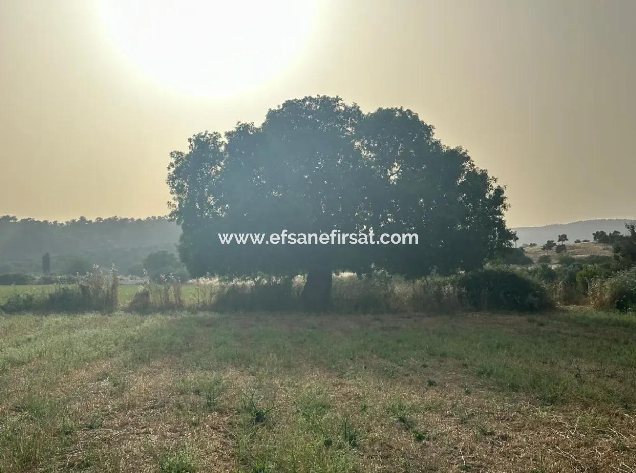 8 000 M2 Detached Bargain Land For Sale Or Exchange In Milas Kazıklı