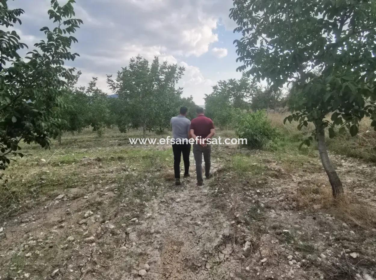 7.300M2 Detached Walnut Orchard For Sale In The Center Of Çameli