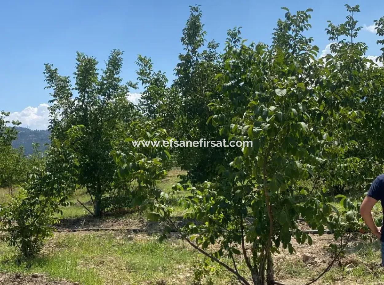 7.300M2 Detached Walnut Orchard For Sale In The Center Of Çameli