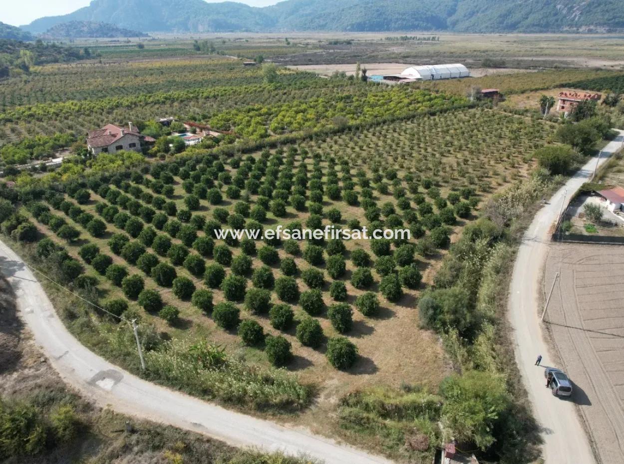 17.000 M2 Detached Pomegranate Garden For Sale In Ortaca Eskiköy