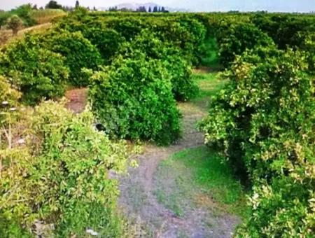 Citrus Garden For Sale In Köyceğiz Up Also, 29 000 M2