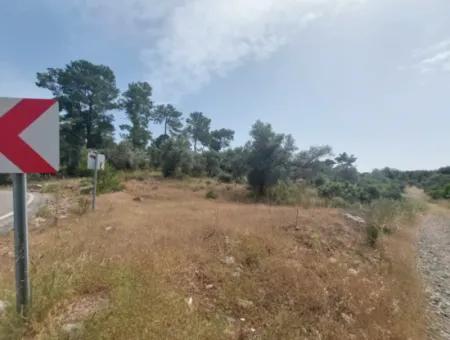 Dalaman 1 900 M2 Detached Olive Grove For Sale In Şerefler