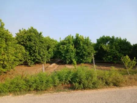 4.000 M2 Lemon Garden For Sale In Ortaca Fevziye