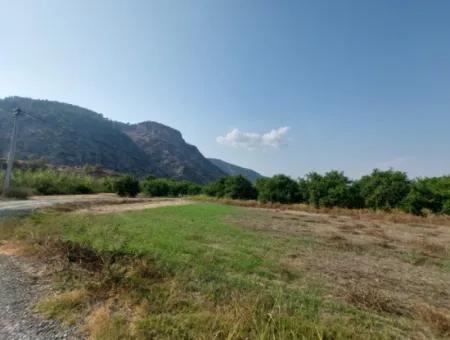 4500 M2 Well-Kept Lemon Garden For Sale In Ortaca Karadonlar