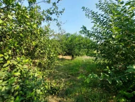 4500 M2 Well-Kept Lemon Garden For Sale In Ortaca Karadonlar