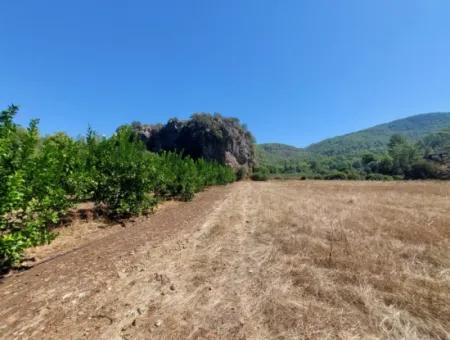 4.427 M2 Fertile Land With Mountain And Nature View In Ortaca Okçular For Sale