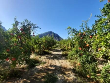 Muğla Dalyanda Well Maintained 35 000 M2 Land For Sale