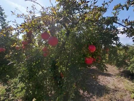 Muğla Dalyanda 5700 M2 Well-Kept Bargain Pomegranate Garden For Sale