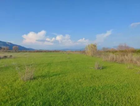 19.000 M2 Kepir Fertile Land Suitable For Investment In Ortaca Güzelyurt For Sale