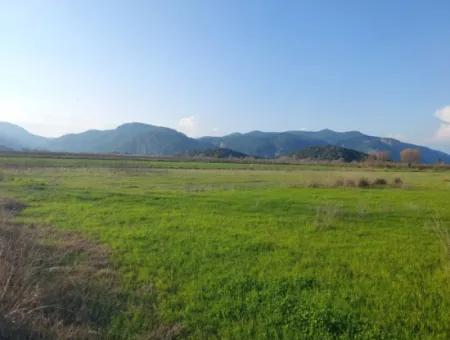 19.000 M2 Kepir Fertile Land Suitable For Investment In Ortaca Güzelyurt For Sale