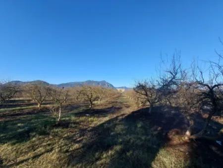 9.000 M2 Pomegranate Garden For Sale In Muğla Ortaca Eskiköy