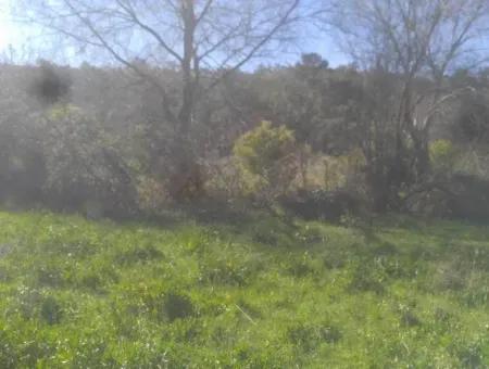 Land For Sale In Bargain Detached Zeytinalani