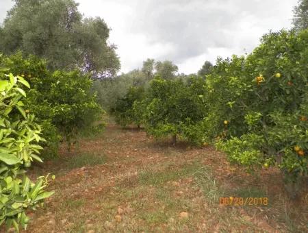 Köycegiz Yangıda 9406 M2 Efficient Field For Sale