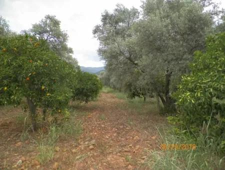 Köycegiz Yangıda 9406 M2 Efficient Field For Sale