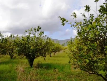 Ortaca Yerbelende Kelepir  1068 M2 İmarlı Arsa Satılık, Yap Sata Uygun