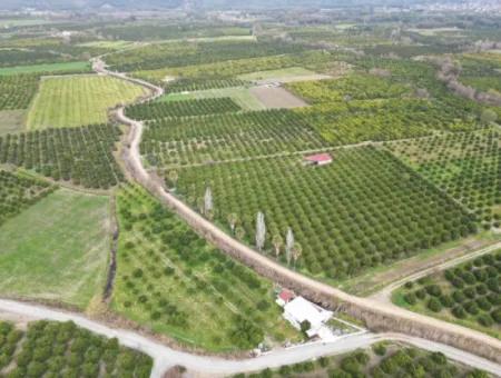 Köyceğiz Toparlarda 17.000 M2 Portakal Bahçesinde 3+1 Satılık Köy Evi