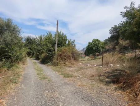 Muğla Dalyan'da Dağa Sıfır Verimli 1.680 M2 Arazisi Satılık