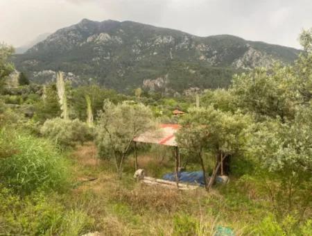 Muğla Seydikemer Söğütlüderede 2442M2 Müstakil Zeytin Bahçesi Satılık